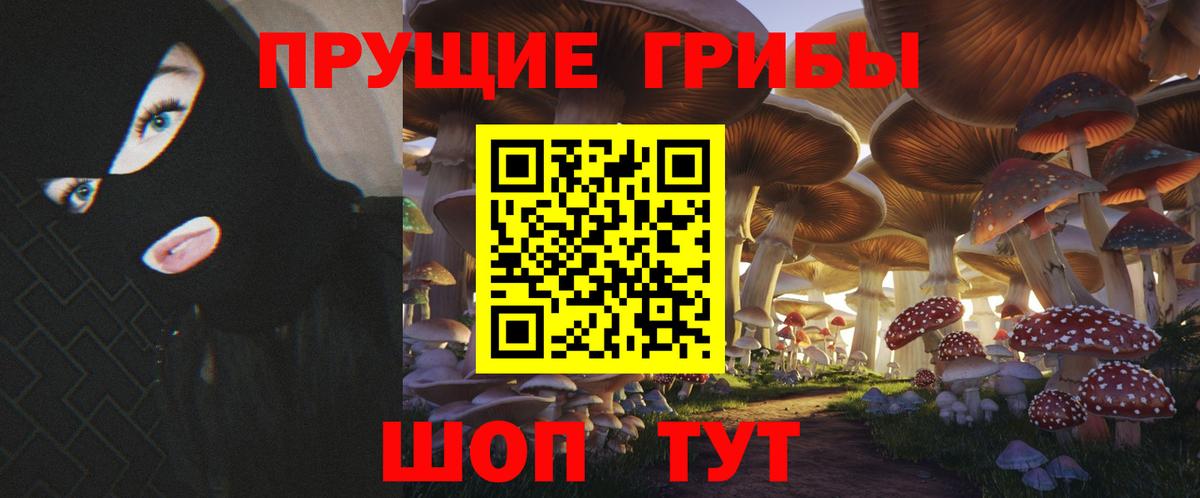 Псилоцибиновые грибы Psilocybe Дмитров